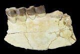 Fossil Running Rhino (Hyracodon) Jaw Section - South Dakota #146347-1